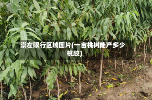 崇左限行区域图片(一亩桃树能产多少桃胶)