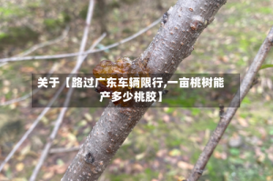 关于【路过广东车辆限行,一亩桃树能产多少桃胶】
