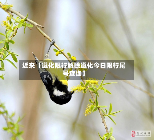 近来【遵化限行解除遵化今日限行尾号查询】-第1张图片