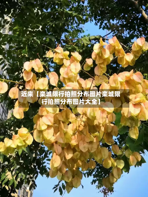 近来【栾城限行拍照分布图片栾城限行拍照分布图片大全】-第2张图片