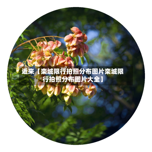 近来【栾城限行拍照分布图片栾城限行拍照分布图片大全】-第1张图片