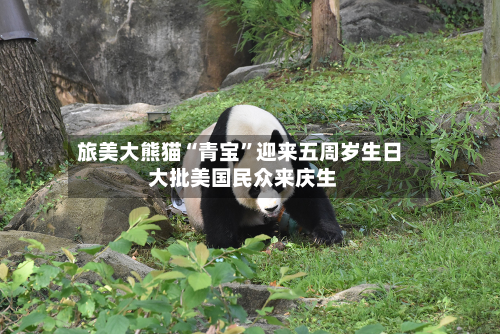 旅美大熊猫“青宝”迎来五周岁生日 大批美国民众来庆生-第2张图片
