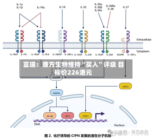 富瑞：康方生物维持“买入	”评级 目标价226港元-第1张图片